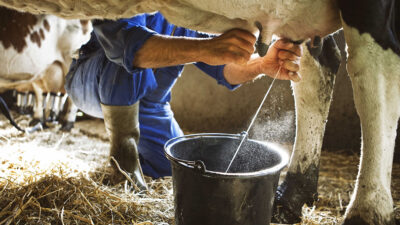 tips for improving dairy sector like milk production