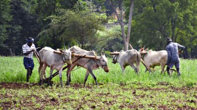 loans will be given to 5 lakh new farmers this year