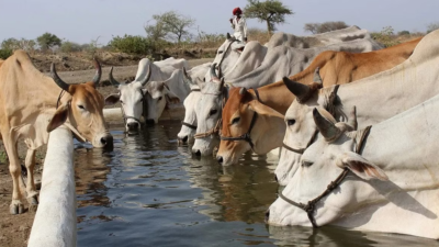 animal husbandry subsidy amount increased in rajasthan