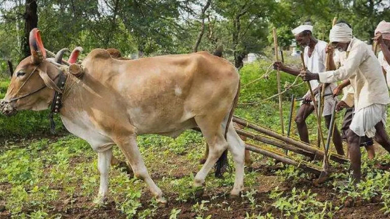 देश के किसान करेंगे हल की पूजा, जानें क्यों आज खेतों में नहीं होता काम?