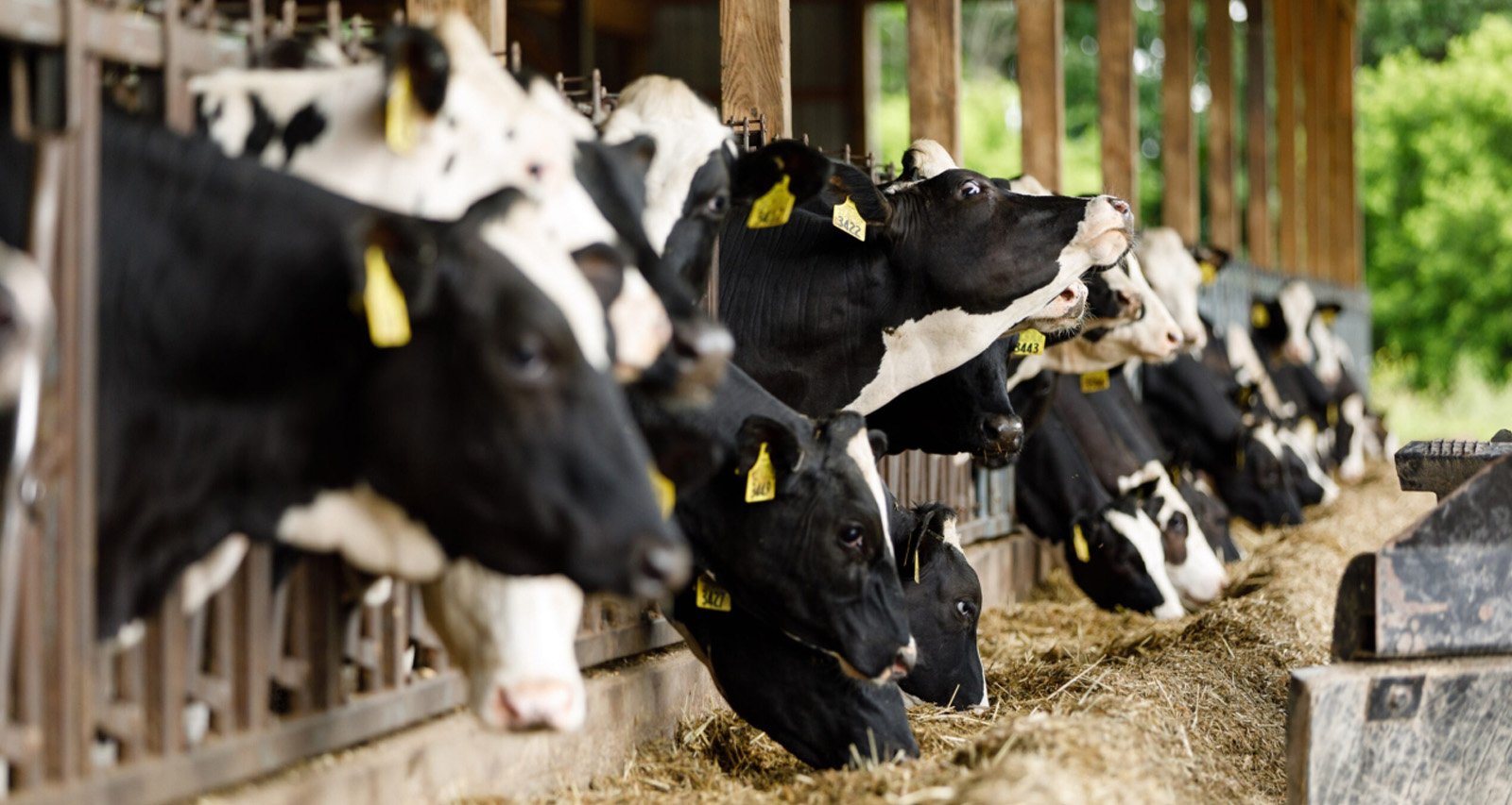 बाढ़ प्रभावित पशुओं के लिए चारे की नहीं होगी कमी, सरकार ने शुरू की चारा वितरण टोकन प्रणाली