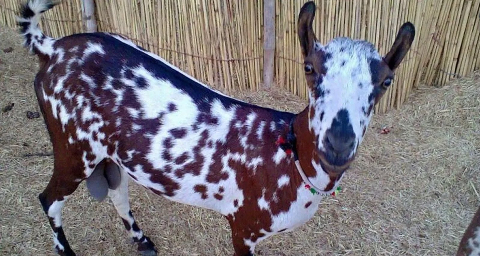 छोटे से निवेश में बड़ा मुनाफा, बर्बरी बकरी से पाएं हर महीने मोटी कमाई