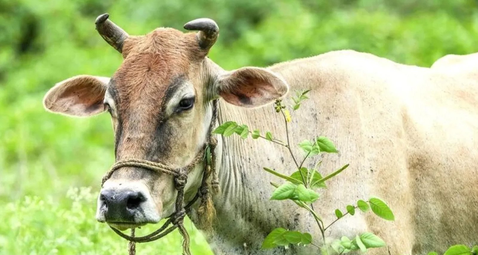 गाय खरीदने से पहले रखें इन बातों का ध्यान, होगा दूध और मुनाफे में फायदा