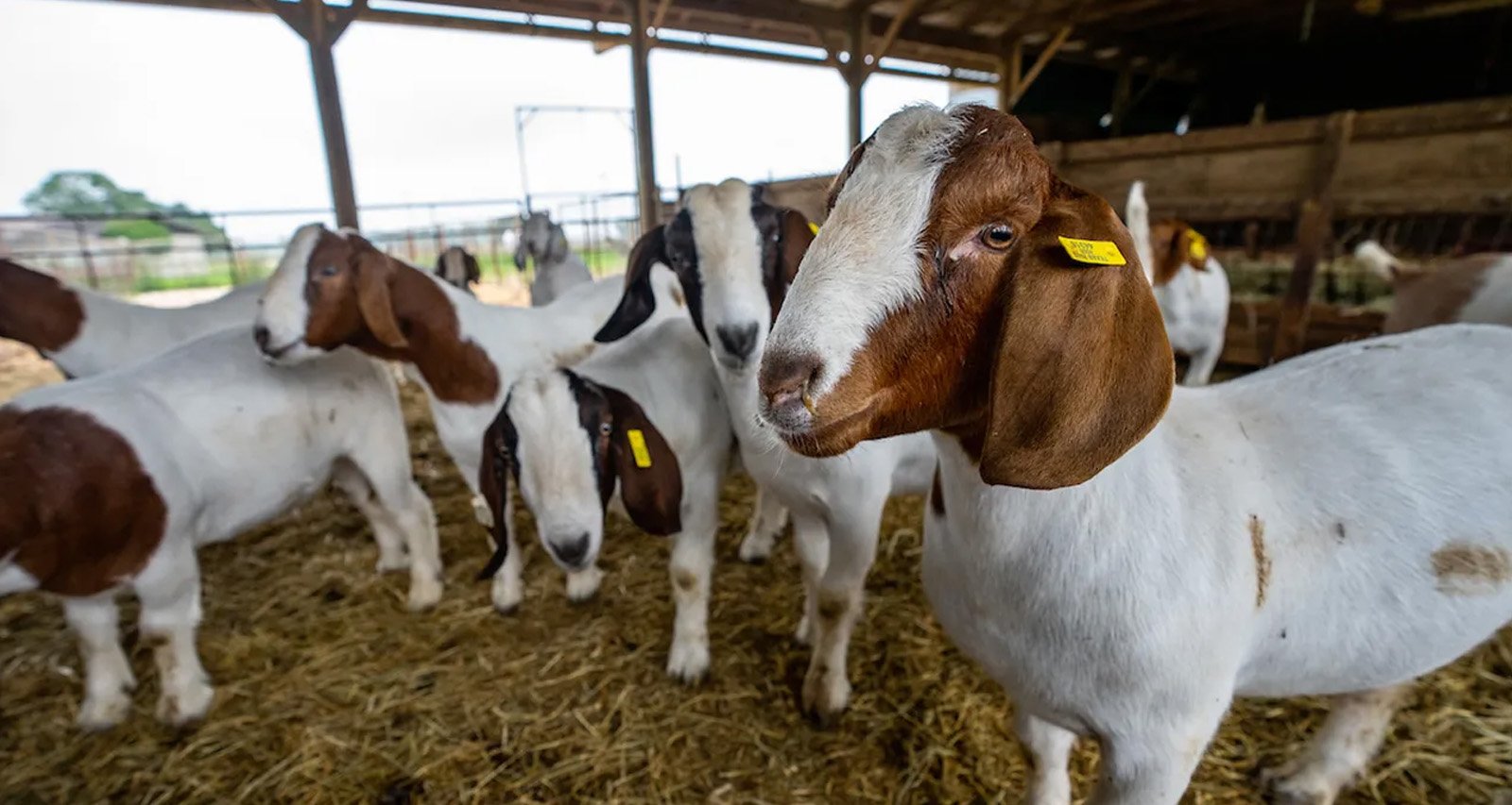बरसात में बकरियों को घेर सकती हैं PPR जैसी खतरनाक बीमारियां, समय पर करें बचाव और टीकाकरण