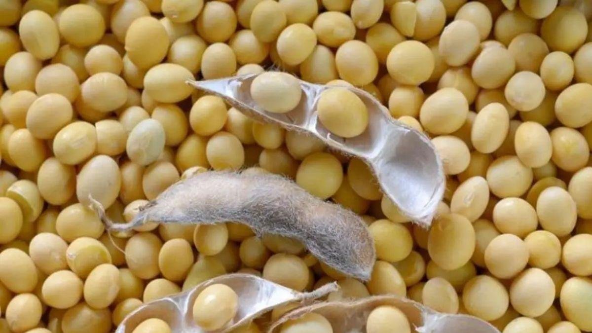 SOPA रिपोर्ट: किसानों ने सोयाबीन से मुंह मोड़ा, कम बुवाई और उत्पादन से स्टॉक में भारी गिरावट