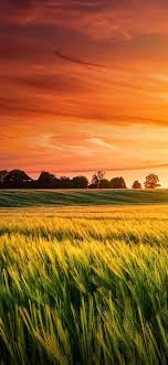 Gardening Tips: How to Grow Marigold Plant at Home