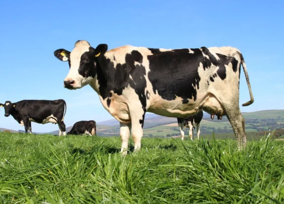 50 gram Sendha namak se badhay dudhh