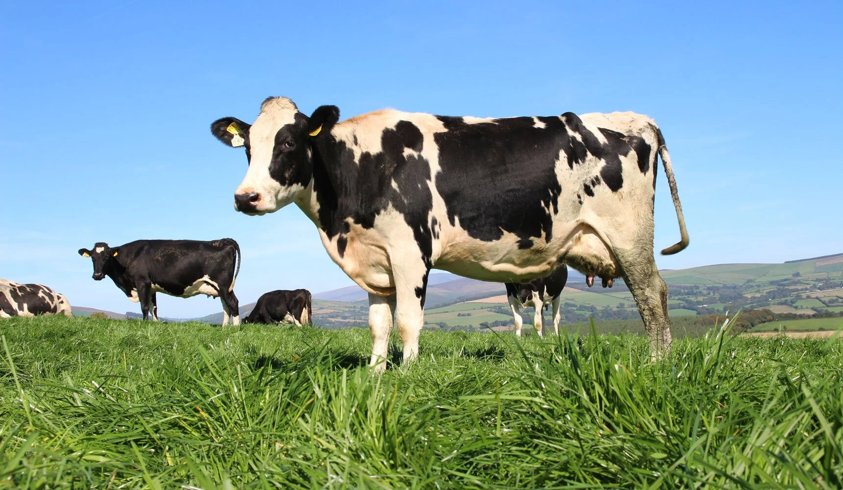 सिर्फ 50 ग्राम सेंधा नमक से बढ़ सकता है दूध, सर्दियों में जरूर अपनाएं ये उपाय   50 gram Sendha namak se badhay dudhh