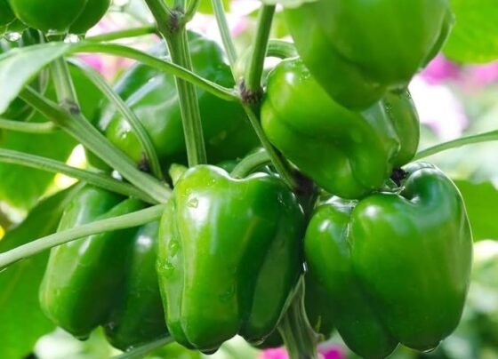 Gamle me simla mirch kese lgaye