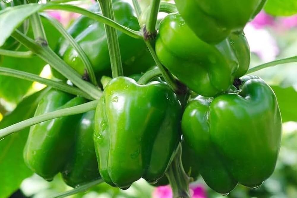 Gamle me simla mirch kese lgaye