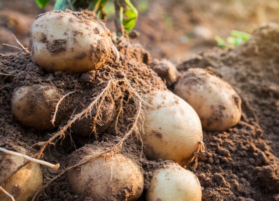 Aalu me kala papdi rog se bachav kese kare