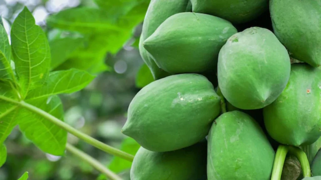 Ab bazar nahi,ghar me ugaay papita