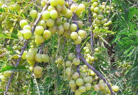 Amla ki kheti kaise kare