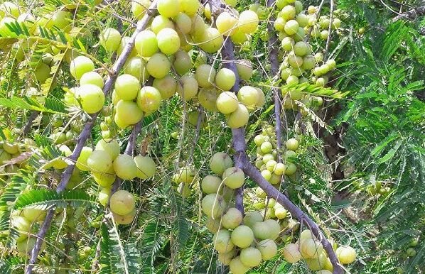 Amla ki kheti kaise kare
