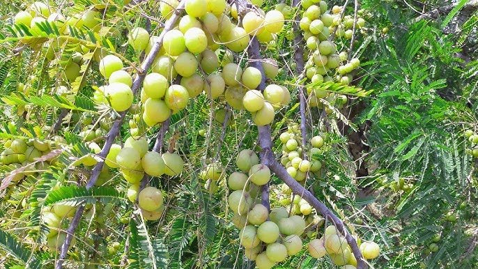 Amla ki kheti kaise kare आंवला की खेती कैसे करें: किसानों और होम गार्डनिंग करने वालों के लिए पूरी जानकारी