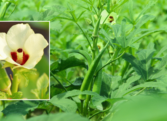 Bhindi ki kheti kese kare