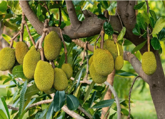 Cathal ki kheti se kese hoga munafa