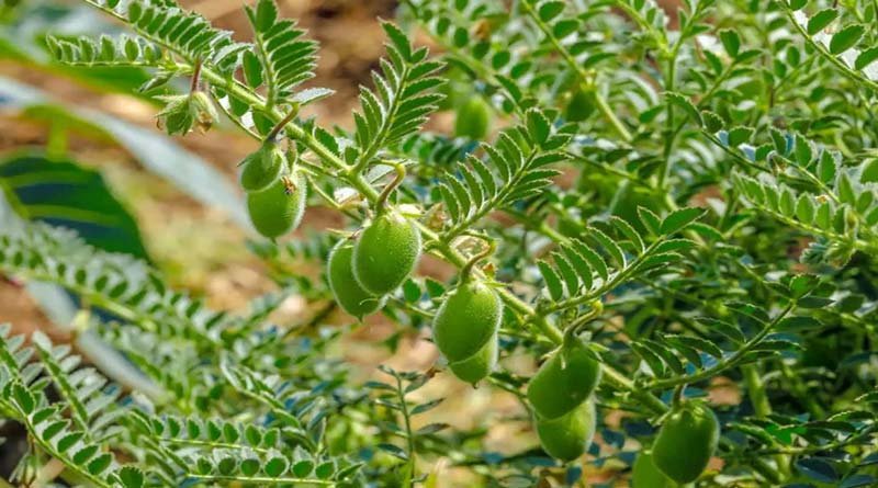 चना फसल पर बढ़ा पाले का खतरा, किसानों के लिए बहुत कारगर है ये धुएं वाला उपाय… बस करें ये काम Chana fasal par bada paale ka khatra