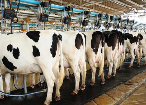 Dairy farm kese suru kare