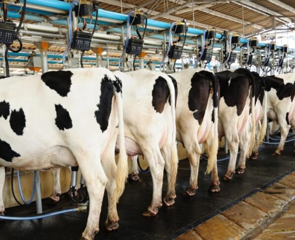 Dairy farm kese suru kare
