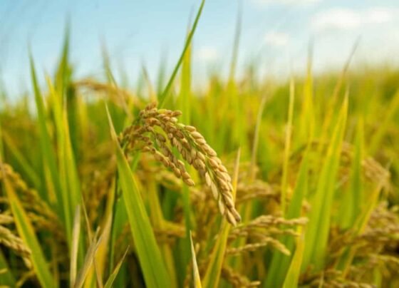 Duniya me chawal ka badsaah bana bharat