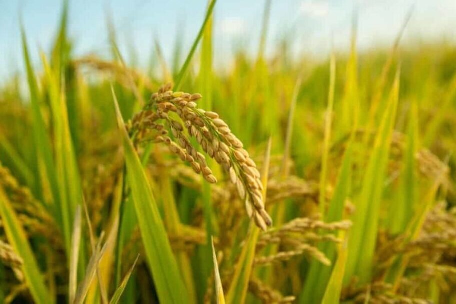 Duniya me chawal ka badsaah bana bharat