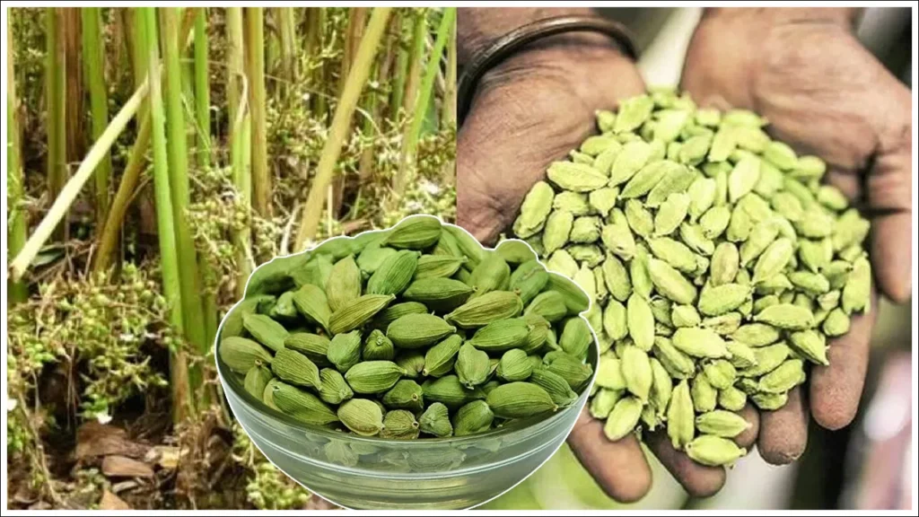 Elaichi kisano k liye sunhara saal,kya ab kam ho jayenge daam?