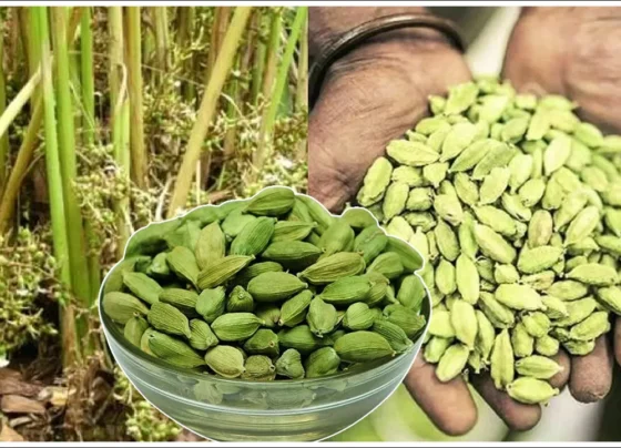 Elaichi kisano k liye sunhara saal,kya ab kam ho jayenge daam?