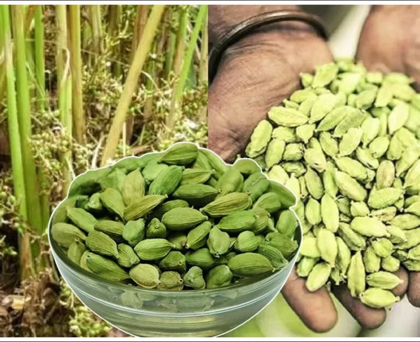 Elaichi kisano k liye sunhara saal,kya ab kam ho jayenge daam?