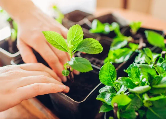 Sardi me bhi rahenge podhe hare-bhare