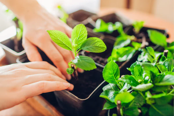 ठंड में पौधों को रखना है हेल्दी? अपनाएं ये देसी जुगाड़, सर्दी में भी रहेंगे हरे-भरे Sardi me bhi rahenge podhe hare-bhare