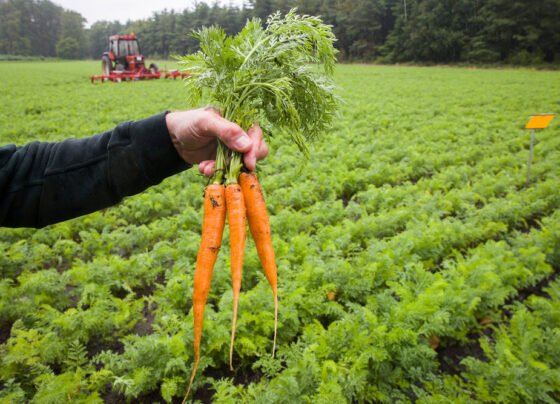 Gajar ki kheti kese kare