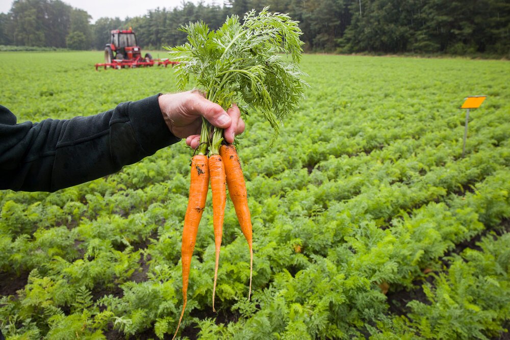 गाजर की खेती कैसे करें: कम लागत में अधिक उत्पादन की पूरी जानकारी Gajar ki kheti kese kare