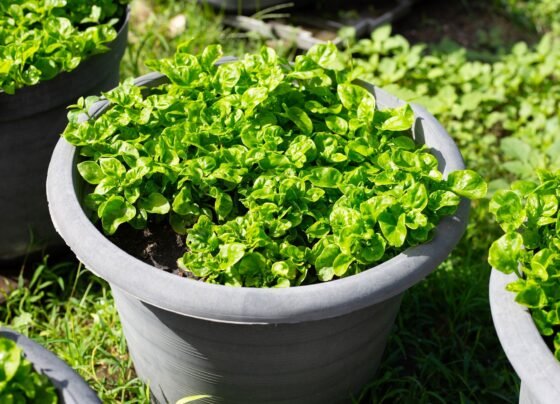 Gamle me paalak ugane ka aasan tarika