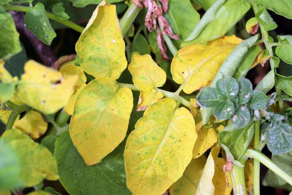 Potato Yellow Leaf