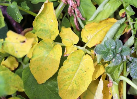 Potato Yellow Leaf