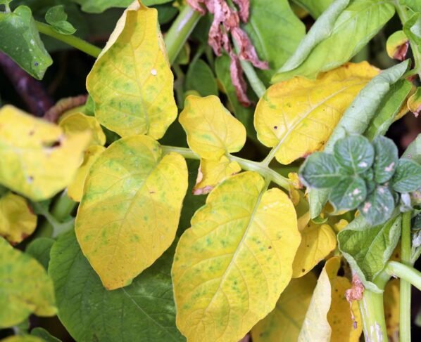 Potato Yellow Leaf