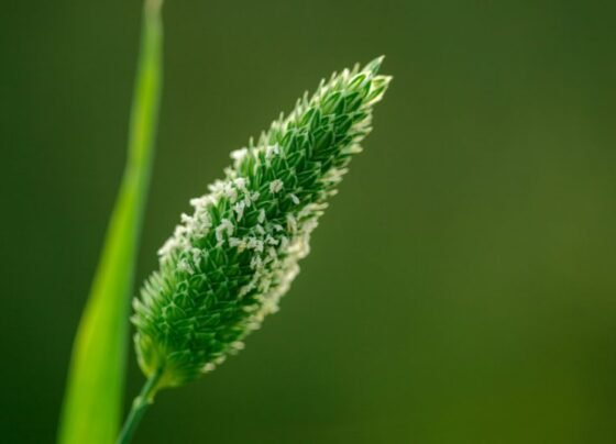 Gilli danda kharpatwar ka kese kare samadhan