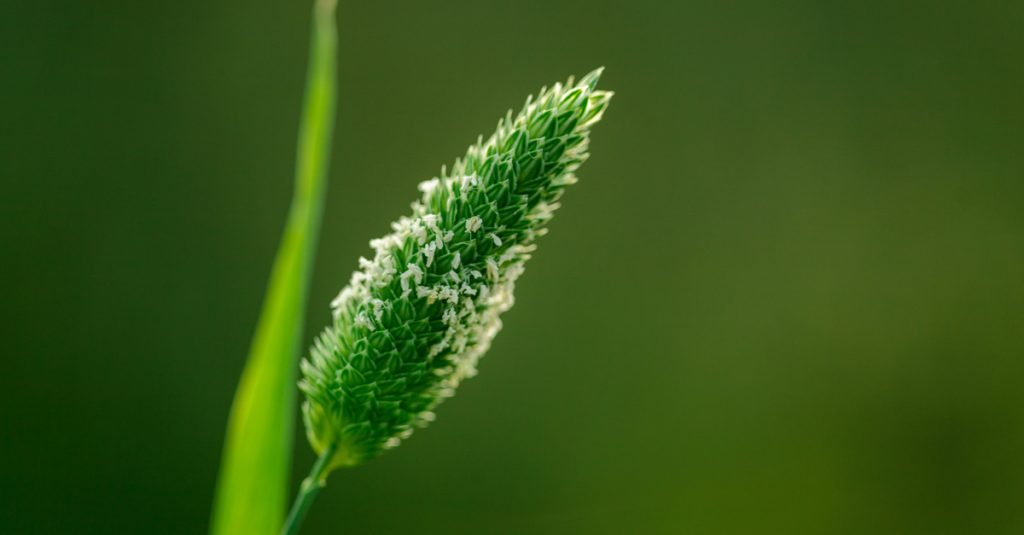 गेहूं में तेजी से फैल रहा ‘गिल्ली डंडा खरपतवार’, नियंत्रण के लिए इन दवाओं का करें छिड़काव, छा जाएगी हरियाली Gilli danda kharpatwar ka kese kare samadhan