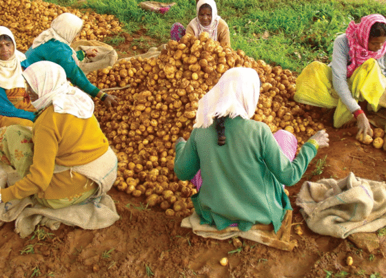 Girkar 180 rupay qwintal huaa aalu