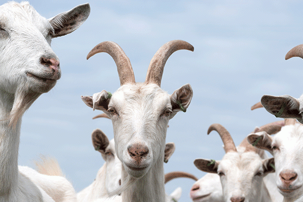 Goat Pneumonia
