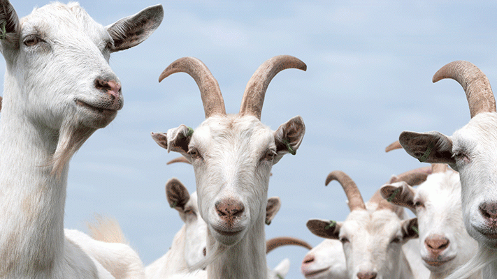 सर्दियों में बकरियों पर मंडराता निमोनिया का खतरा, थोड़ी सी सावधानी बचा देगी बड़ा नुकसान Goat Pneumonia