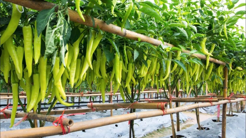 Hari mirch ki kheti kese kare