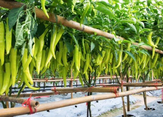 Hari mirch ki kheti kese kare