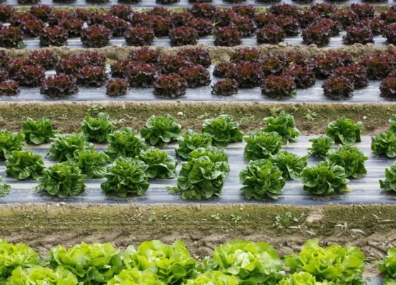 Hitech kheti ka kamaal