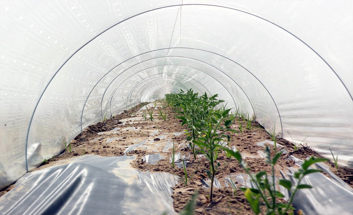 जल बचत हेतु करें लो टनल तकनीक से सब्जी उत्पादन Jal bachat k liye kare low tannal takniki se kare sabji utpadhan