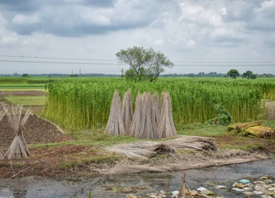 Jute k kisano k liye muskill bhara raha saal 2025