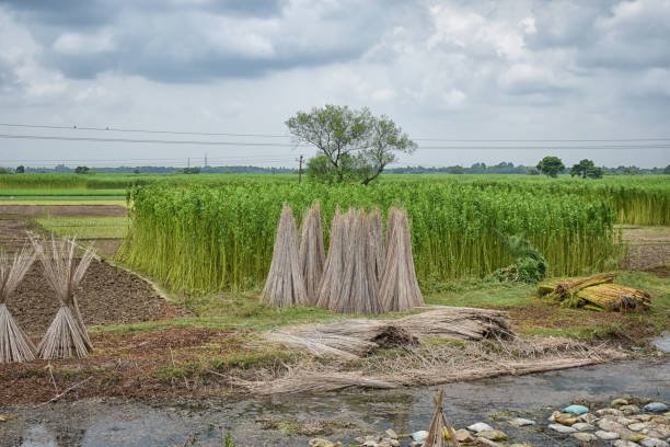 जूट उद्योग के लिए मुश्किलों भरा रहा साल 2025, कच्चे माल और कीमतों ने तोड़ी किसानों की कमर Jute k kisano k liye muskill bhara raha saal 2025