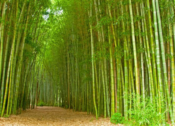 Khali padi jamin me kare baas ki kheti,lakho me hoga munafa