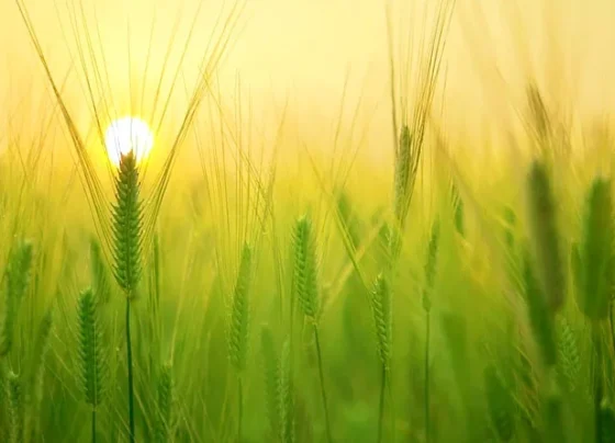 Kharpatwar or dimak se ese paay puri tarh rahhat